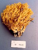 Ramaria anziana image