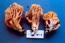 Ramaria samuelsii image