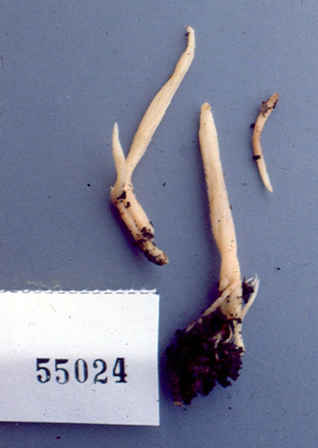 Clavulina tasmanica image