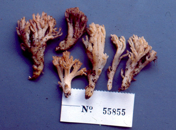 Ramaria avellaneovertex image