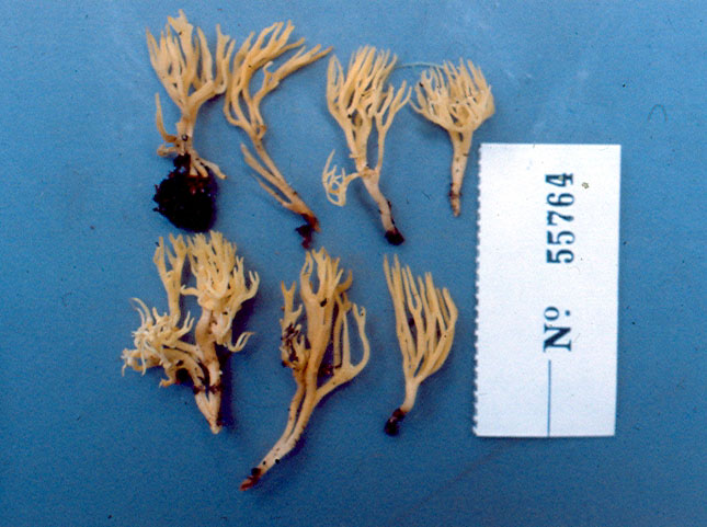 Ramariopsis junquillea image