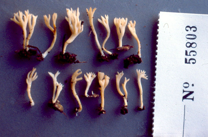 Ramariopsis alutacea image