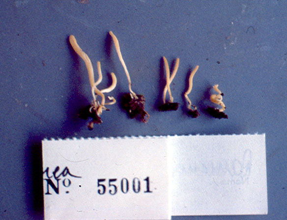 Clavulinopsis cinnamomea image