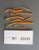 Clavulinopsis laeticolor image
