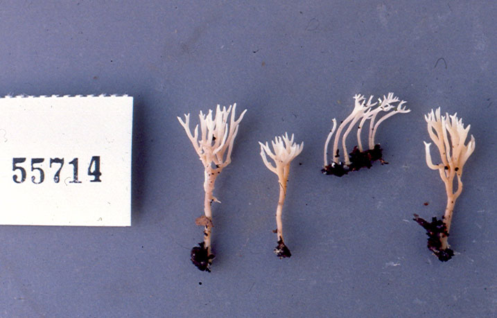 Ramariopsis avellanea image