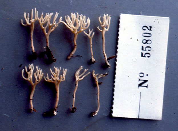 Ramariopsis avellanea image