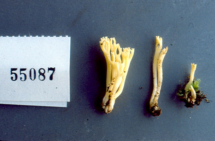 Ramariopsis junquillea image