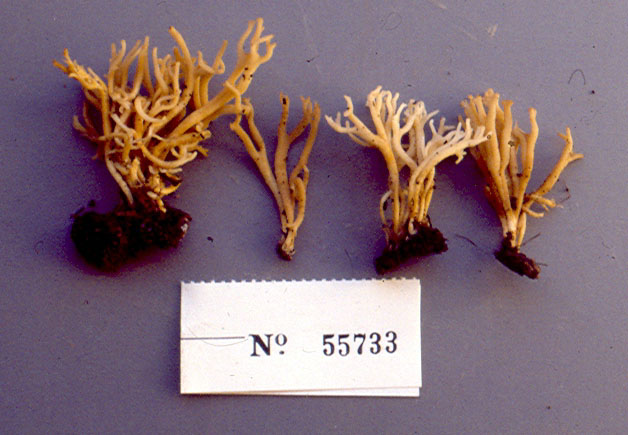 Ramariopsis alutacea image