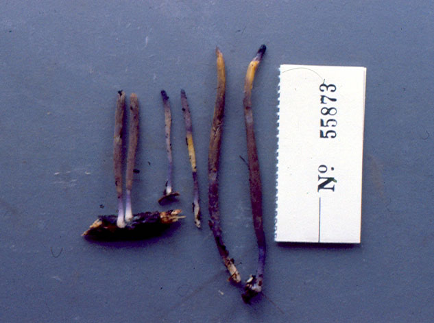 Clavaria flavopurpurea image