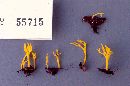 Ramariopsis crocea image