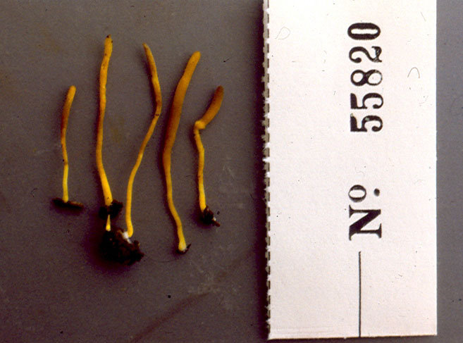 Ramariopsis aurantio-olivacea image
