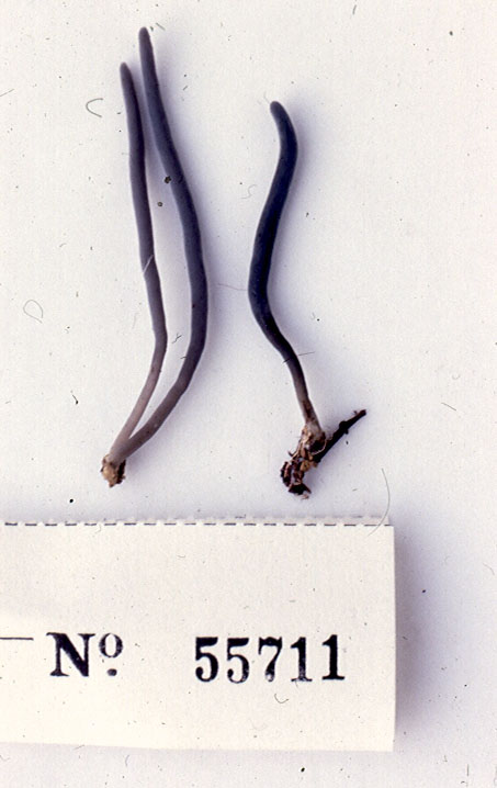 Clavaria musculospinosa image
