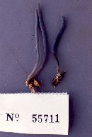Clavaria musculospinosa image