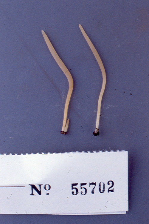 Clavaria subsordida image
