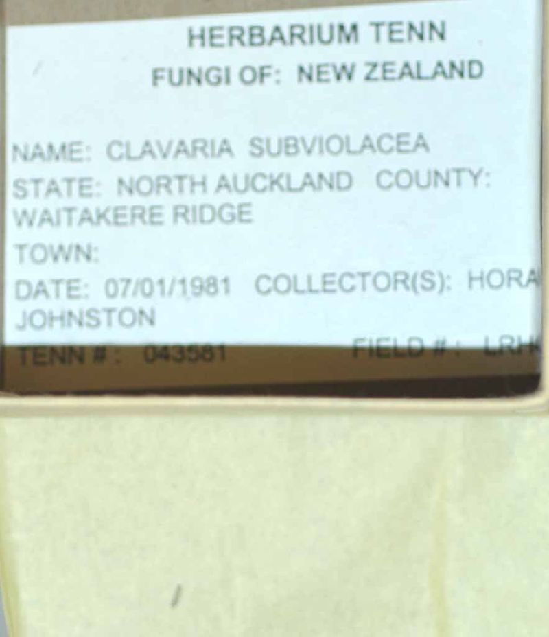 Clavaria subviolacea image