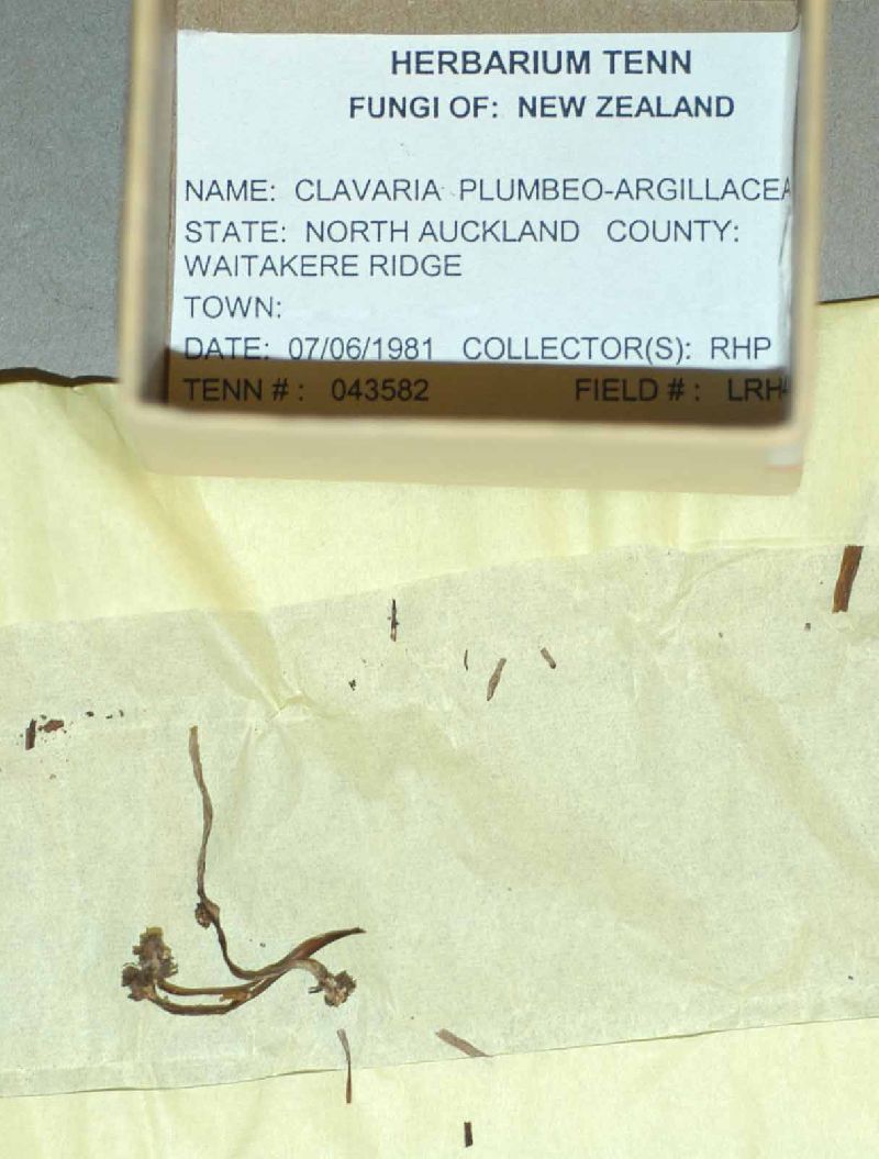 Clavaria plumbeoargillacea image