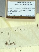 Clavaria plumbeoargillacea image