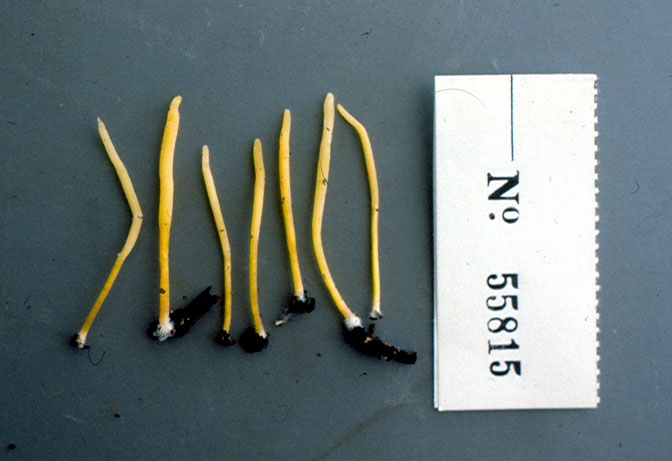 Clavaria luteostirpata image