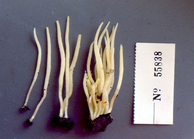 Clavaria gibbsiae image