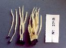 Clavaria gibbsiae image