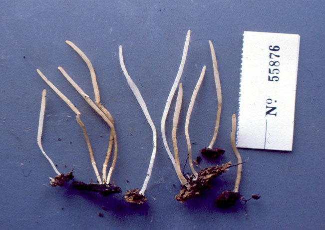 Clavaria echino-olivacea image