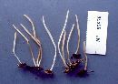 Clavaria echino-olivacea image