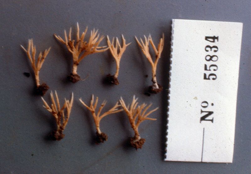 Tremellodendropsis transpusio image