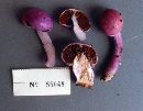 Cortinarius porphyroideus image