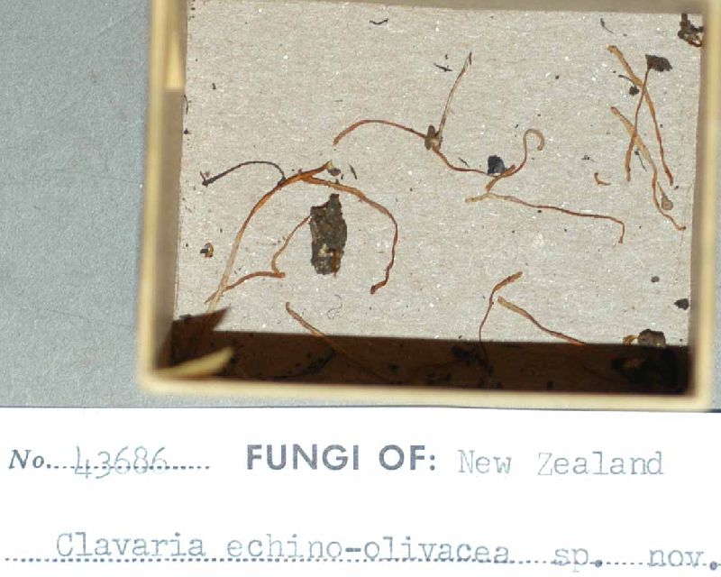 Clavaria echino-olivacea image