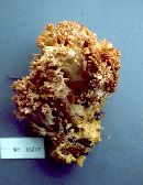 Ramaria rubripermanens image