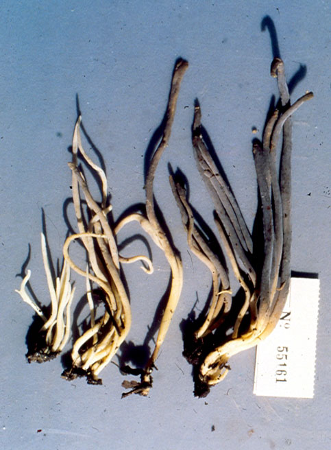 Clavulina floridana image