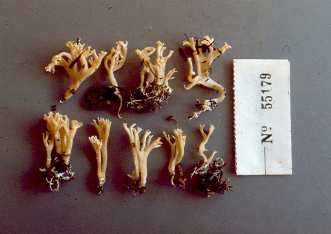 Ramaria filicicola image