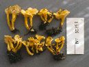 Cantharellus wellingtonensis image