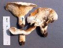 Lactarius neuhoffii image