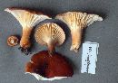 Lactarius hygrophoroides image