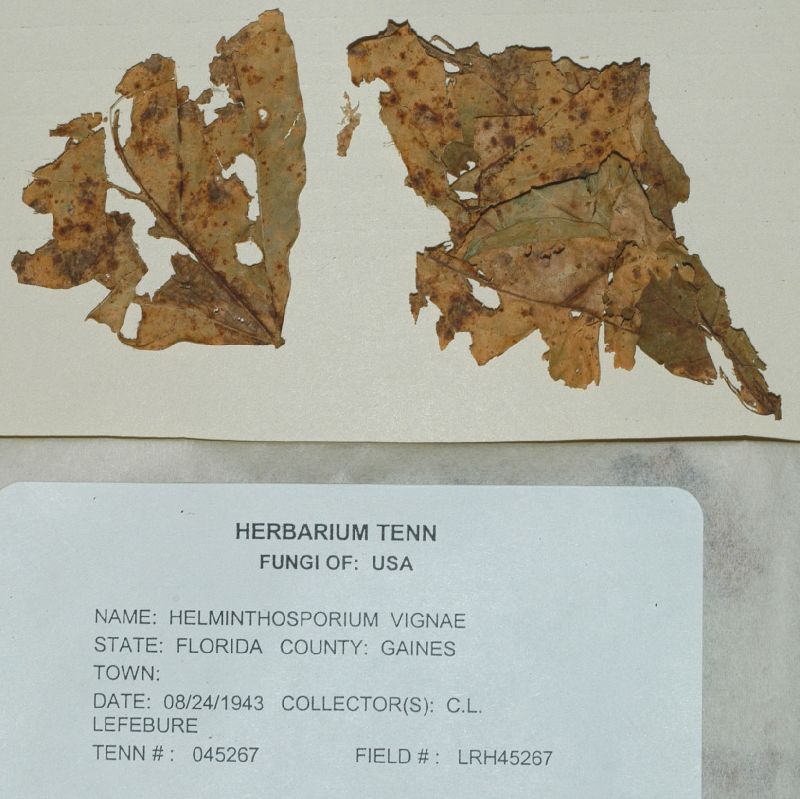 Corynespora cassiicola image