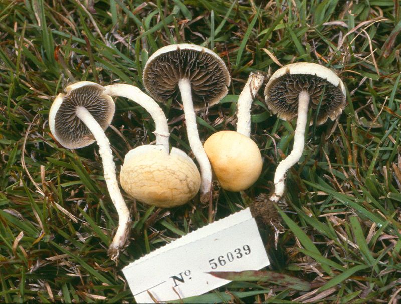 Panaeolus semiglobatus image