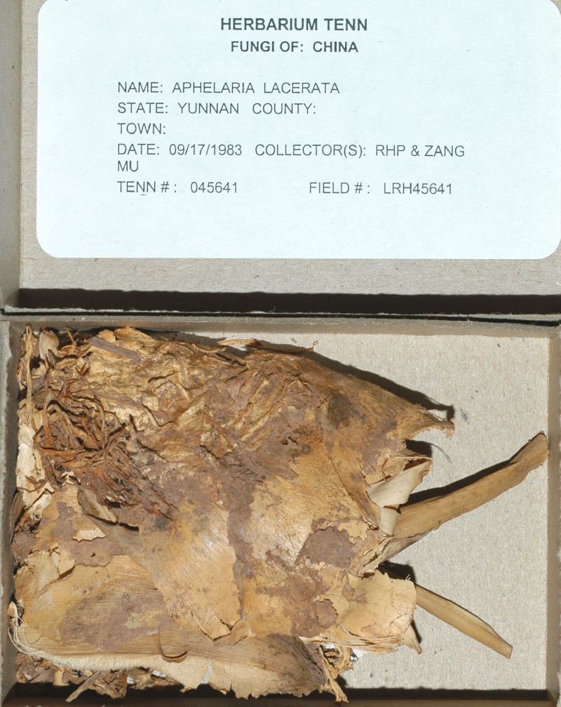 Aphelaria lacerata image