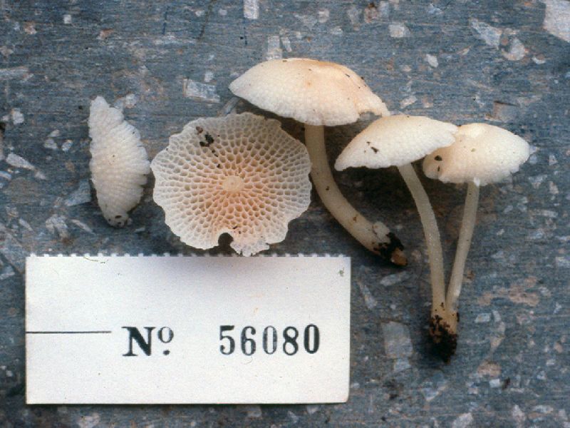 Poromarasmius image