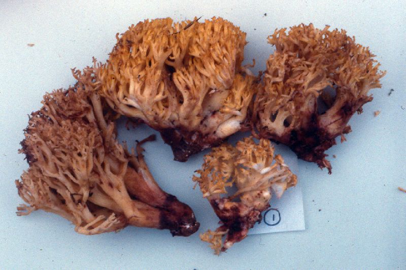 Ramaria sanguinipes image