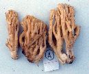 Ramaria zebrispora image