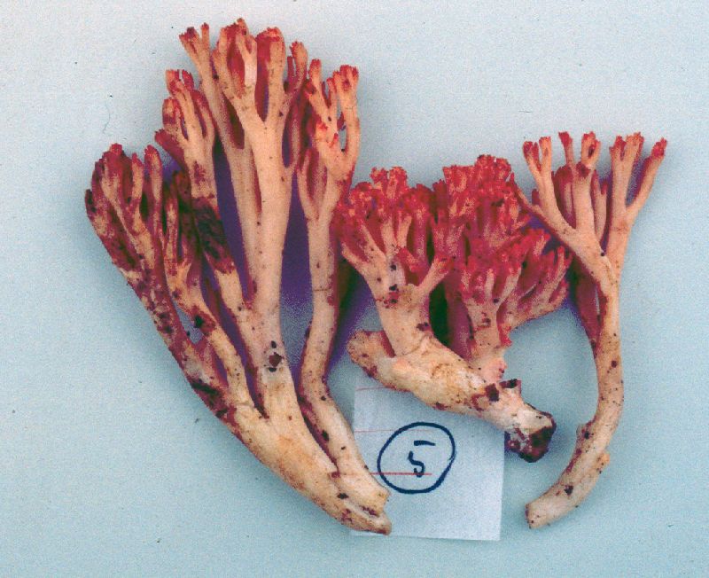 Ramaria indoyunnaniana image