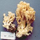 Ramaria maculospora image