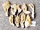 Ramaria flavomicrospora image