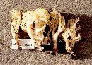 Ramaria xanthosperma image