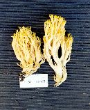 Ramaria bulbobasidiata image