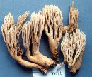 Ramaria spinulosa image