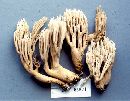 Ramaria spinulosa image