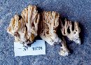 Ramaria bulbobasidiata image