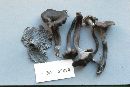 Craterellus caeruleofuscus image